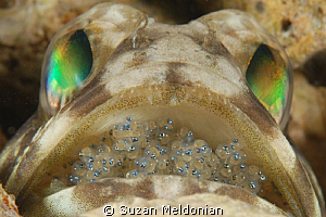 Jawfish with eggs about to hatch by Suzan Meldonian 
